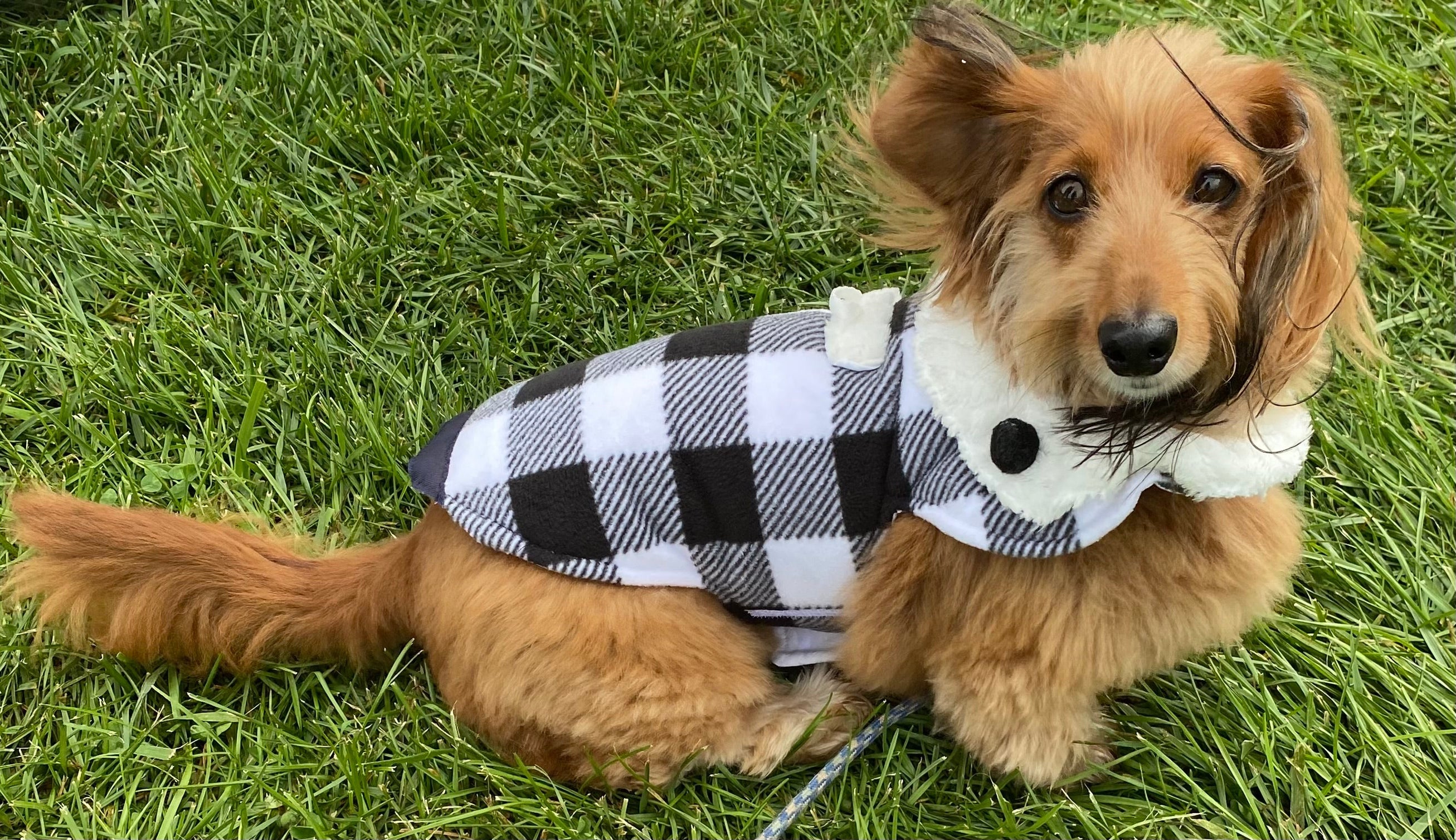 Custom Dog Coats