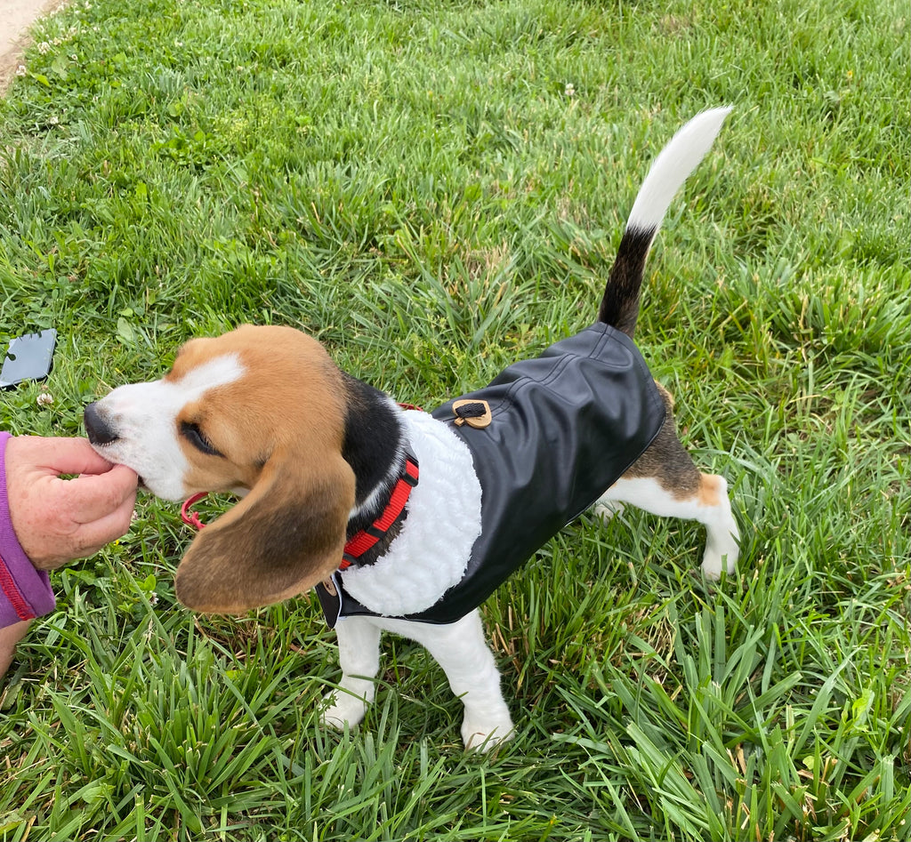 Custom Dog Coat