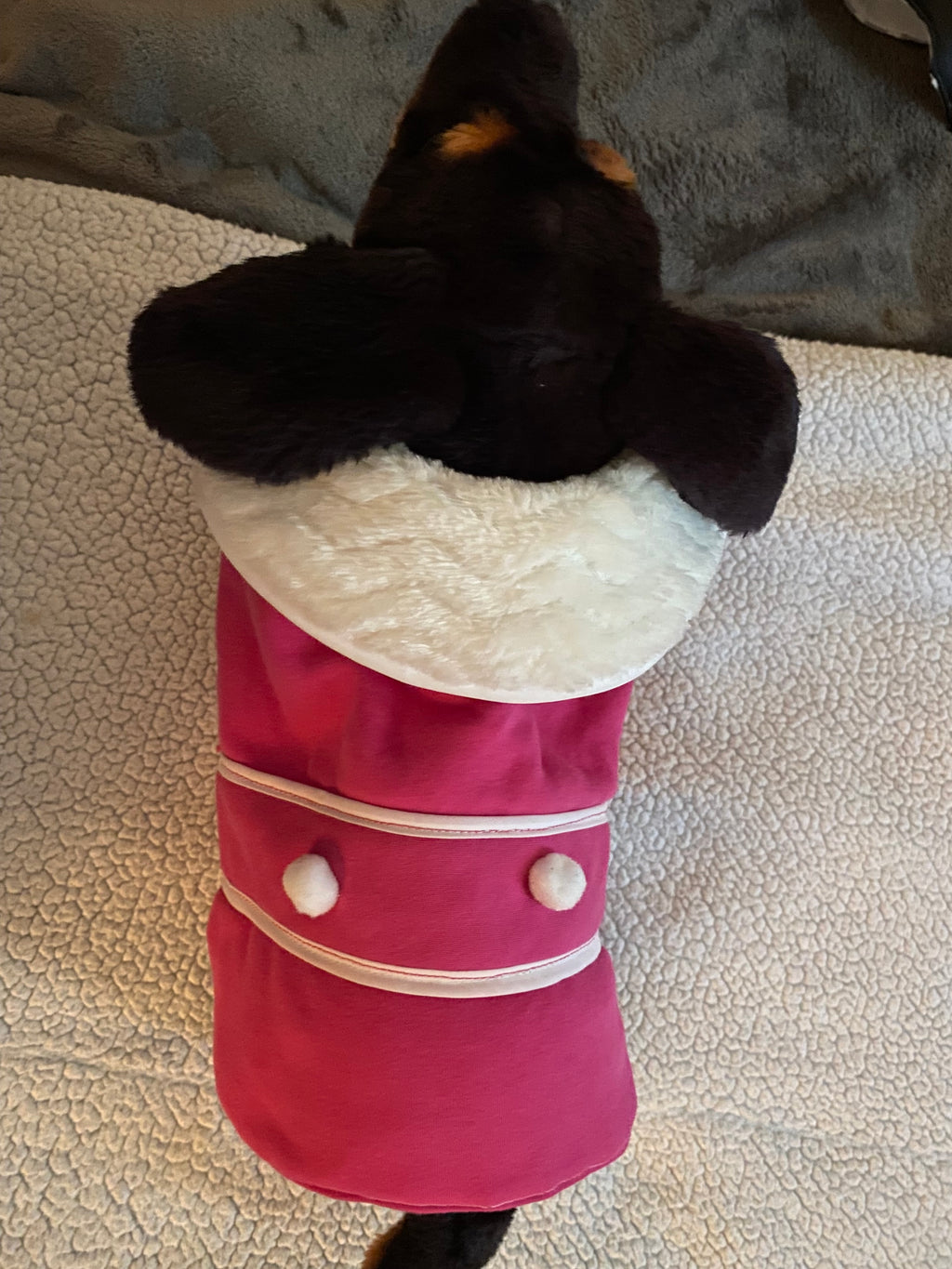 Custom Dog and Kitty Coat