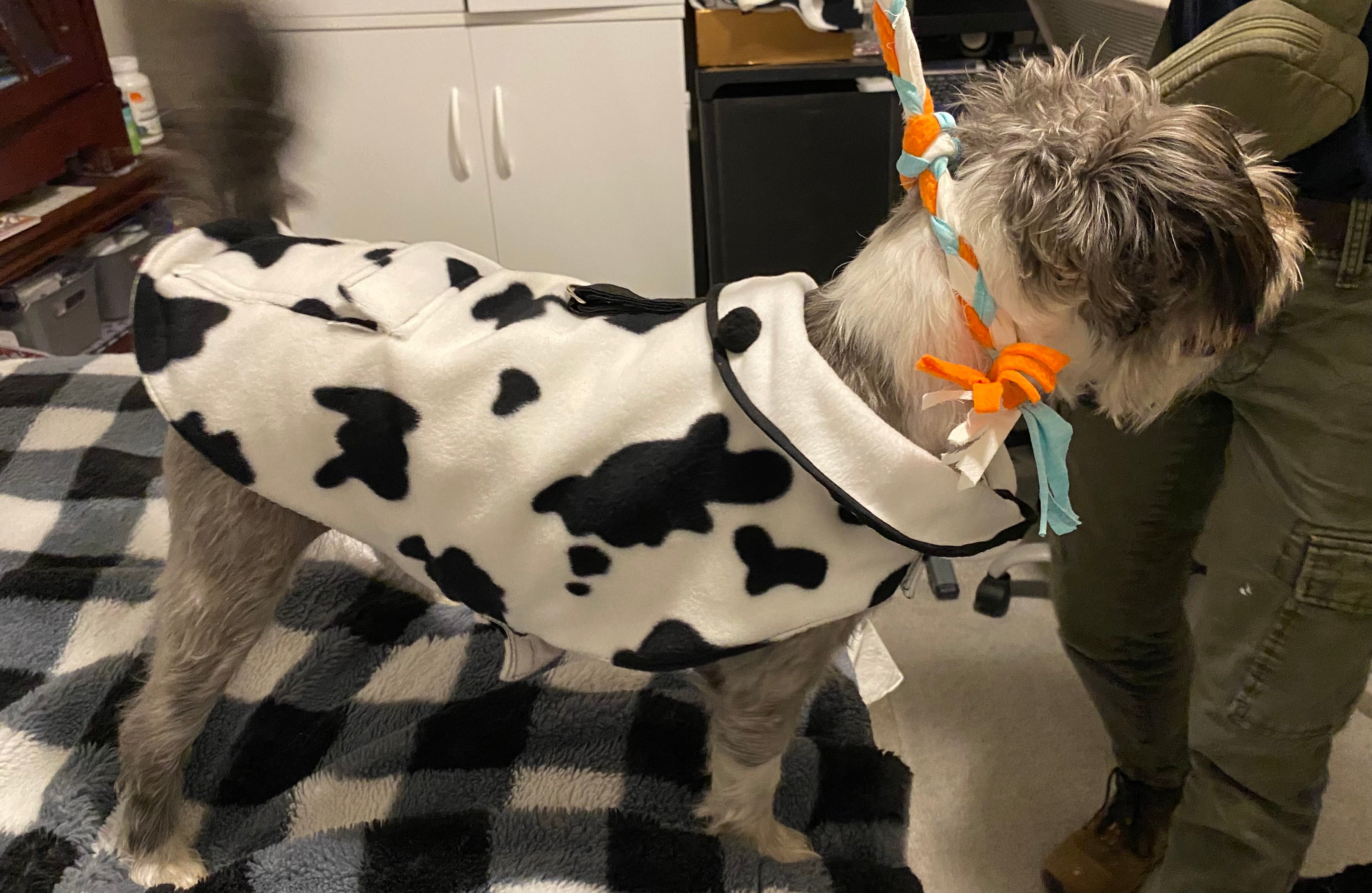 Custom Dog Coat Cow Print