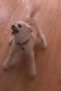 Custom Dog Lead 5’6” for Any Size Dog.  Like Ceasar Millan uses.