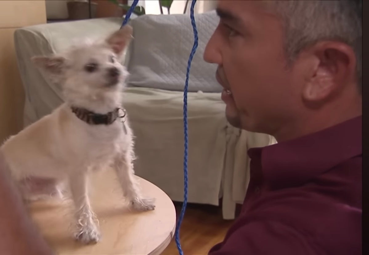 Custom Dog Lead 5’6” for Any Size Dog.  Like Ceasar Millan uses.