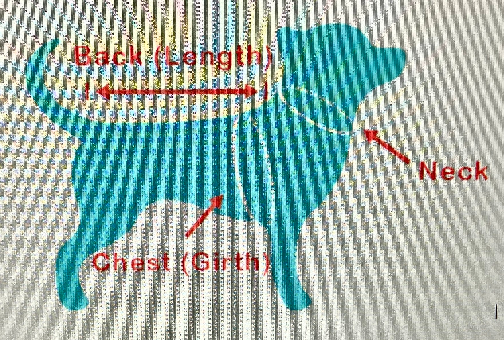 Custom Celebration Dog Coat