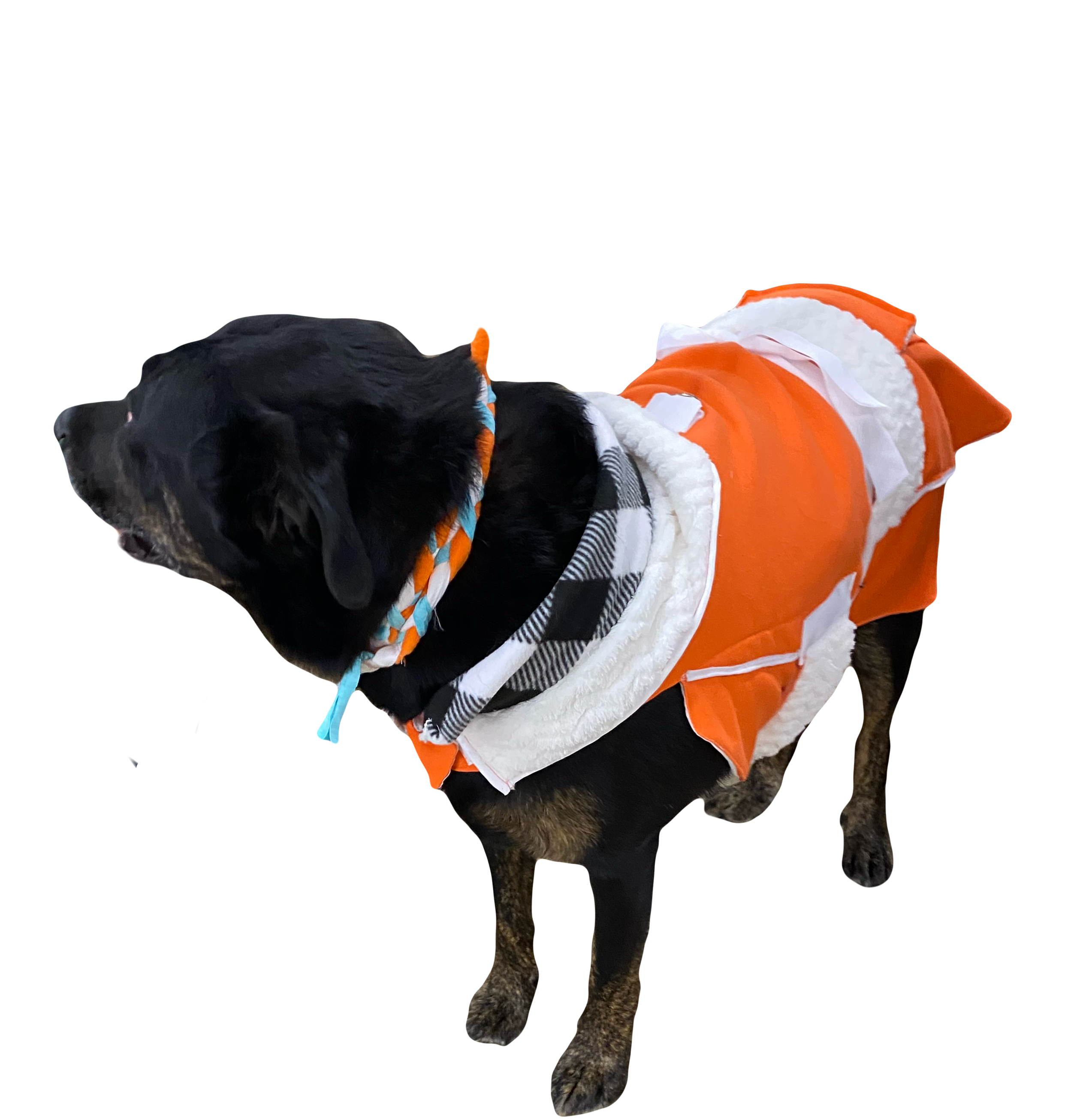 Labrador, Rottweiler, Mastiff, Cane Corso Large Breed Protective Bright Orange  …