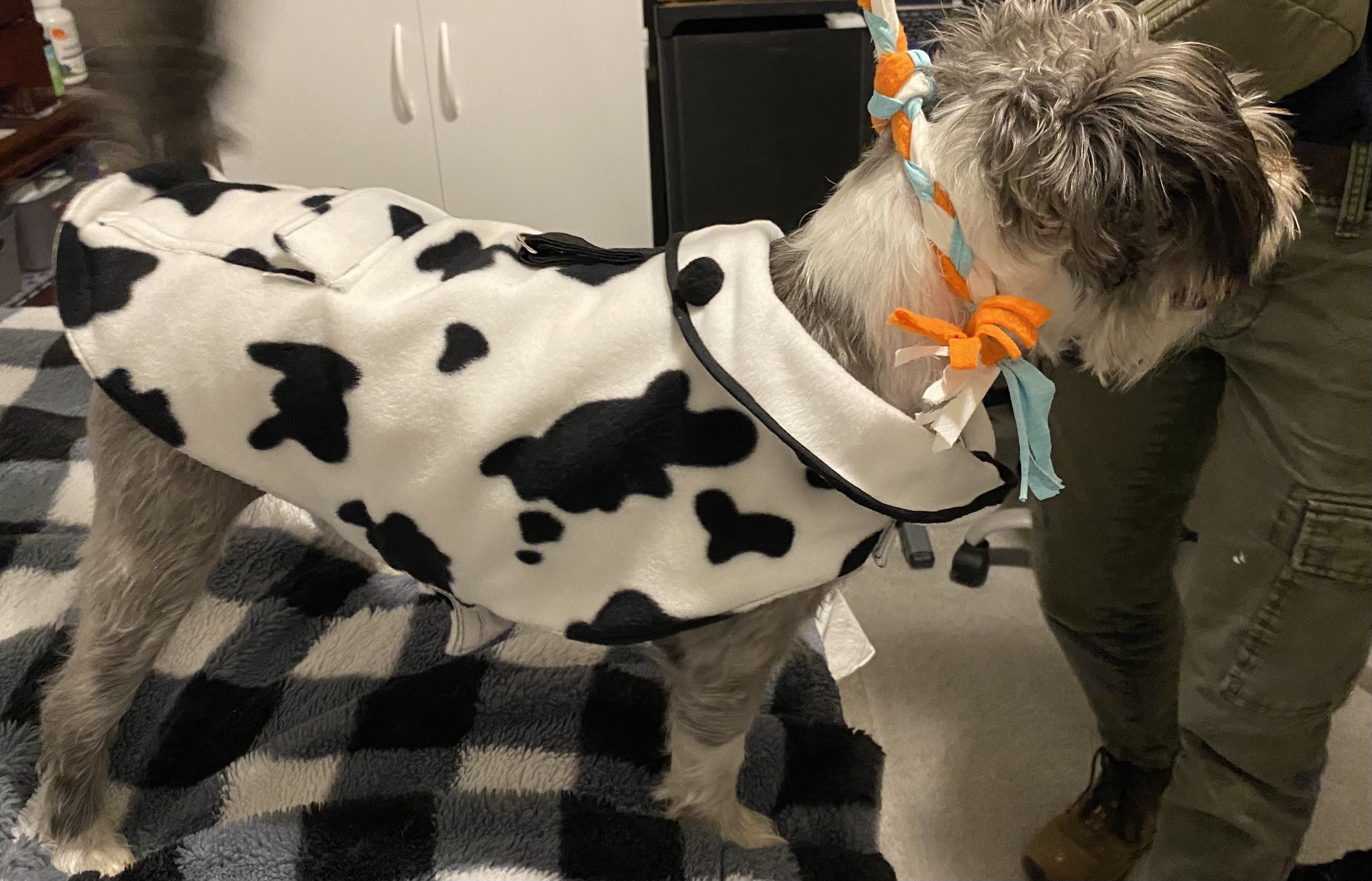 Custom Dog Lead 5’6” for Any Size Dog.  Like Ceasar Millan uses.